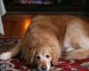 pet friendly hotel in the berkshires