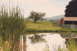 dog friendly farm/ inn in the berkshires near Williams College