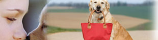tripadvisor.com restaurants with dogs allowed in the berkshires; dog friendly restaurants in the berkshires